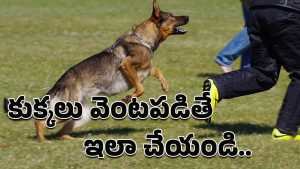 Dog Bite Precautions: విశ్వాసం విషం కావద్దొంటే.. ఈ జాగ్రత్తలు పాటించాల్సిందే అంటున్న నిపుణులు!