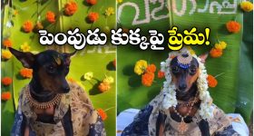 IBomma Ravi: ఐబొమ్మ రవి అరెస్టుకు తన భార్యకు సంబంధం లేదు... అసలు కారణం ఇదే!