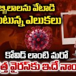 German Scientists: గబ్బిలాలను వేటాడి తింటున్న ఎలుకులు.. కోవిడ్ లాంటి మరో కొత్త వైరస్‌కు ఇదే నాందా?