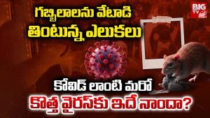 German Scientists: గబ్బిలాలను వేటాడి తింటున్న ఎలుకులు.. కోవిడ్ లాంటి మరో కొత్త వైరస్‌కు ఇదే నాందా?