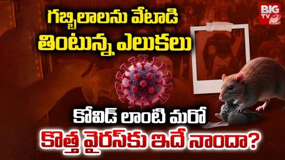 German Scientists: గబ్బిలాలను వేటాడి తింటున్న ఎలుకులు.. కోవిడ్ లాంటి మరో కొత్త వైరస్‌కు ఇదే నాందా?