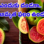 Guava Benefits: జామపండు ఎందుకు తినాలో ఈ కారణాలు తెలిస్తే.. ఆశ్చర్యపోవడం మీ వంతు!