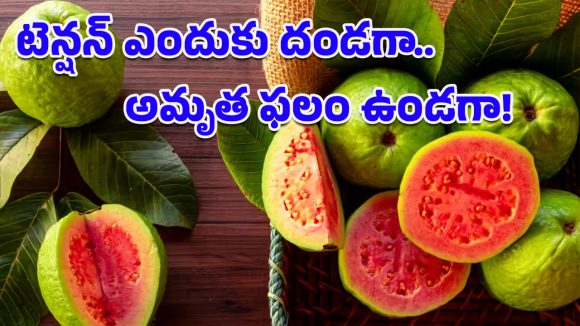 Guava Benefits: జామపండు ఎందుకు తినాలో ఈ కారణాలు తెలిస్తే.. ఆశ్చర్యపోవడం మీ వంతు!
