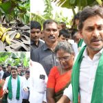 Pulivendula: చంద్రబాబు ప్రభుత్వంపై ఆగ్రహం.. అరటి రైతులతో జగన్ కీలక వ్యాఖ్యలు