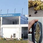Jail: జైలుకి సరఫరా చేసే అరటిలో సిగరెట్లు-గంజాయి, షాకైన అధికారులు, అసలేం జరిగింది?