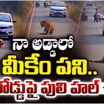 Maharashtra: నా అడ్డాలో మీకేం పని.. నడి రోడ్డుపై పులి హల్ చల్