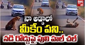 Maharashtra: నా అడ్డాలో మీకేం పని.. నడి రోడ్డుపై పులి హల్ చల్