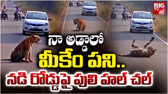 Maharashtra: నా అడ్డాలో మీకేం పని.. నడి రోడ్డుపై పులి హల్ చల్