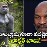 Mike Tyson: గొరిల్లాతో ఆ పని చేయడానికి ఏకంగా రూ.9 లక్షలు చెల్లించిన మైక్ టైసన్, చివరికి..
