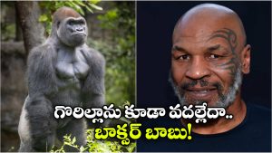 Mike Tyson: గొరిల్లాతో ఆ పని చేయడానికి ఏకంగా రూ.9 లక్షలు చెల్లించిన మైక్ టైసన్, చివరికి..