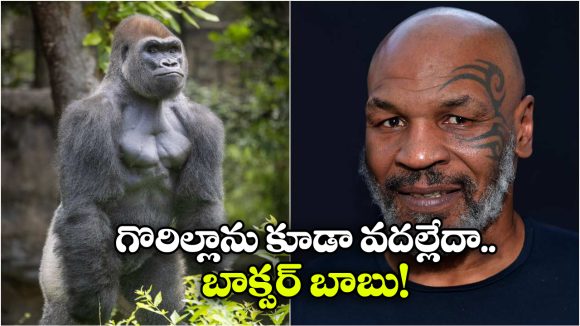 Mike Tyson: గొరిల్లాతో ఆ పని చేయడానికి ఏకంగా రూ.9 లక్షలు చెల్లించిన మైక్ టైసన్, చివరికి..