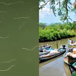 Nagayalanka: ఒకటి కాదు రెండు కాదు.. వందల సంఖ్యలో పాములు.. ఎక్కడంటే!