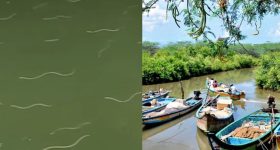 Nagayalanka: ఒకటి కాదు రెండు కాదు.. వందల సంఖ్యలో పాములు.. ఎక్కడంటే!