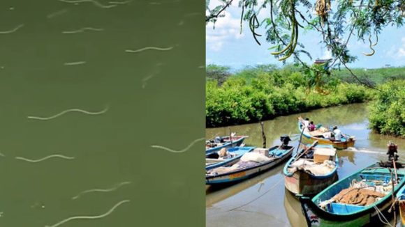 Nagayalanka: ఒకటి కాదు రెండు కాదు.. వందల సంఖ్యలో పాములు.. ఎక్కడంటే!