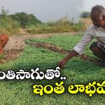 Menthi Farming: వారం రోజుల్లో వచ్చే పంట.. ఖర్చు తక్కువ.. ఆదాయం ఎక్కువ!