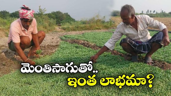 Menthi Farming: వారం రోజుల్లో వచ్చే పంట.. ఖర్చు తక్కువ.. ఆదాయం ఎక్కువ!