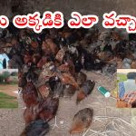 Hanmakonda News: పొలాల్లోకి 2వేల నాటు కోళ్లు.. ఎగబడ్డ జనాలు.. ఒక్కొక్కరు పదేసి కోళ్లను..?