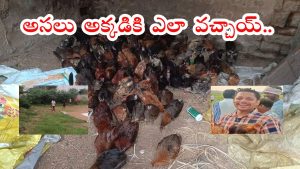 Hanmakonda News: పొలాల్లోకి 2వేల నాటు కోళ్లు.. ఎగబడ్డ జనాలు.. ఒక్కొక్కరు పదేసి కోళ్లను..?