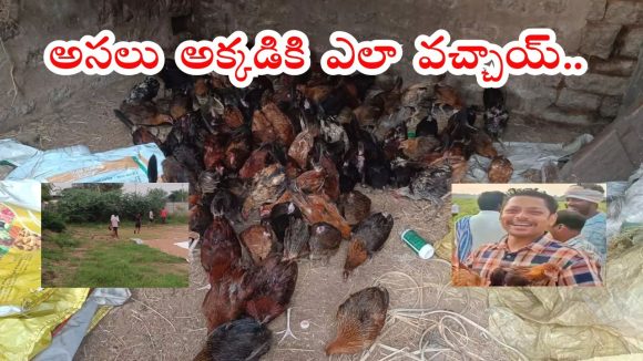 Hanmakonda News: పొలాల్లోకి 2వేల నాటు కోళ్లు.. ఎగబడ్డ జనాలు.. ఒక్కొక్కరు పదేసి కోళ్లను..?