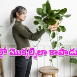 Plants: శీతాకాలంలో మొక్కల సంరక్షణకు ఈ జాగ్రత్తలు మస్ట్.. లేదంటే ఎదుగుదలపై తీవ్ర ప్రభావం!