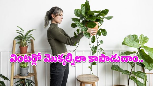Plants: శీతాకాలంలో మొక్కల సంరక్షణకు ఈ జాగ్రత్తలు మస్ట్.. లేదంటే ఎదుగుదలపై తీవ్ర ప్రభావం!