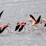 Pulicat Lake: ఫ్లెమింగోల శాశ్వత నివాసంగా పులికాట్.. ఎకో టూరిజం అభివృద్ధి: డిప్యూటీ సీఎం పవన్