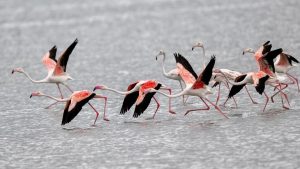 Pulicat Lake: ఫ్లెమింగోల శాశ్వత నివాసంగా పులికాట్.. ఎకో టూరిజం అభివృద్ధి: డిప్యూటీ సీఎం పవన్