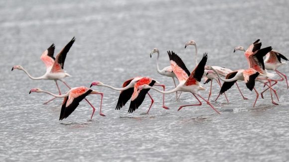 Pulicat Lake: ఫ్లెమింగోల శాశ్వత నివాసంగా పులికాట్.. ఎకో టూరిజం అభివృద్ధి: డిప్యూటీ సీఎం పవన్