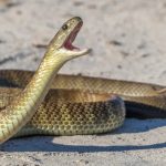 Jagtial Snake Bite: నెల రోజుల్లో ఏడుసార్లు పాము కాటు.. పగబట్టిందేమోనని కుటుంబ సభ్యుల భయాందోళన