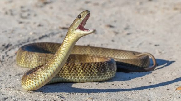 Jagtial Snake Bite: నెల రోజుల్లో ఏడుసార్లు పాము కాటు.. పగబట్టిందేమోనని కుటుంబ సభ్యుల భయాందోళన