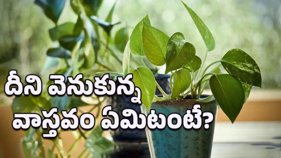 Money Plant: ఇంటి అందానికి మాత్రమే కాదండోయ్.. ఈ ప్లాంట్ వెనుకున్న అసలు కారణాలు ఇవే!
