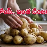 Sprouted Potatoes: మొలకెత్తిన దుంపలు తింటున్నారా?.. ప్రమాదం పొంచి ఉందంటున్న నిపుణులు!