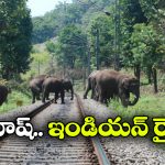 Viral: ఏనుగులకు దారి ఇచ్చేందుకు..  13 రైళ్లు నిలిపేసిన రైల్వే అధికారులు!