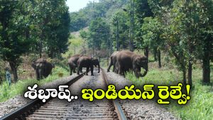 Viral: ఏనుగులకు దారి ఇచ్చేందుకు..  13 రైళ్లు నిలిపేసిన రైల్వే అధికారులు!