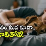 Viral News: నా భార్యకు నా కంటే కుక్కలే ఇష్టం.. విడాకుల కోసం కోర్టుకెక్కిన భర్త!