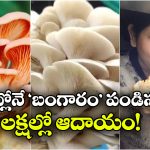 Viral News: జస్ట్, ఇంట్లో ఉండి ఏడాదికి రూ.60 లక్షలు సంపాదిస్తున్న మహిళ, ఈమె తెలివికి జోహార్లు!