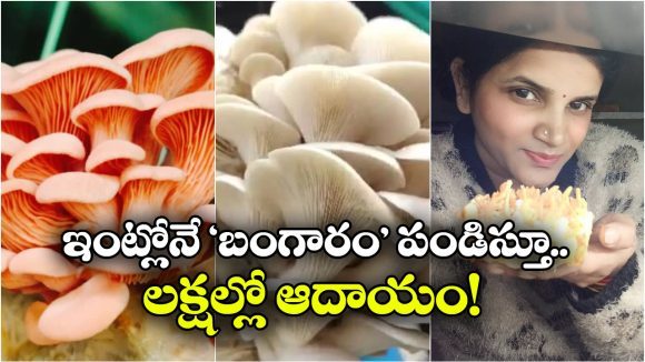 Viral News: జస్ట్, ఇంట్లో ఉండి ఏడాదికి రూ.60 లక్షలు సంపాదిస్తున్న మహిళ, ఈమె తెలివికి జోహార్లు!