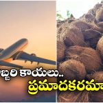 Coconuts In Flights: విమానాల్లోకి కొబ్బరి కాయలను అనుమతించరు.. ఎందుకంటే?