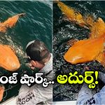 Orange Shark: అరుదైన ఆరెంజ్ షార్క్.. భలే బాగుంది, కానీ చాలా డేంజర్ సుమా!