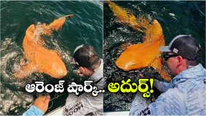 Orange Shark: అరుదైన ఆరెంజ్ షార్క్.. భలే బాగుంది, కానీ చాలా డేంజర్ సుమా!