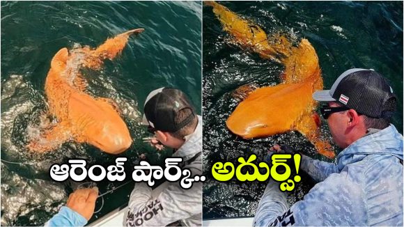 Orange Shark: అరుదైన ఆరెంజ్ షార్క్.. భలే బాగుంది, కానీ చాలా డేంజర్ సుమా!