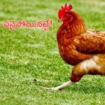 Chicken Price: కార్తీక మాసం ముగింపు: కళకళలాడుతున్న మాంసం దుకాణాలు.. భారీగా పెరిగిన చికెన్ ధరలు!
