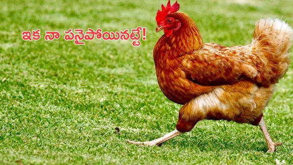Chicken Price: కార్తీక మాసం ముగింపు: కళకళలాడుతున్న మాంసం దుకాణాలు.. భారీగా పెరిగిన చికెన్ ధరలు!