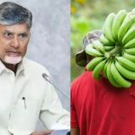 CM Chandrababu: రైతులకు గుడ్ న్యూస్.. ముంబై, కోల్‌కతాకు అరటి ఎగుమతులు.. పత్తి రైతులకు సీఎం భరోసా!