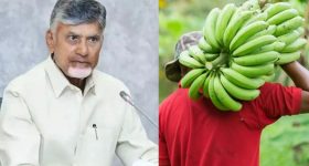 CM Chandrababu: రైతులకు గుడ్ న్యూస్.. ముంబై, కోల్‌కతాకు అరటి ఎగుమతులు.. పత్తి రైతులకు సీఎం భరోసా!