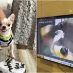 Pet Dog Killed: కుక్క పిల్లను నేలకేసి కొట్టి చంపిన పని మనిషి.. లిఫ్ట్ లో జరిగిన దారుణం సీసీ కెమెరాల్లో రికార్డ్