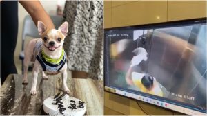 Pet Dog Killed: కుక్క పిల్లను నేలకేసి కొట్టి చంపిన పని మనిషి.. లిఫ్ట్ లో జరిగిన దారుణం సీసీ కెమెరాల్లో రికార్డ్