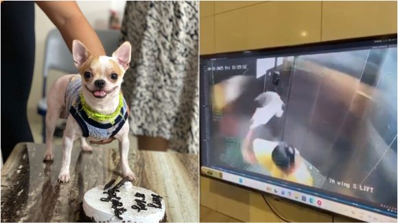 Pet Dog Killed: కుక్క పిల్లను నేలకేసి కొట్టి చంపిన పని మనిషి.. లిఫ్ట్ లో జరిగిన దారుణం సీసీ కెమెరాల్లో రికార్డ్