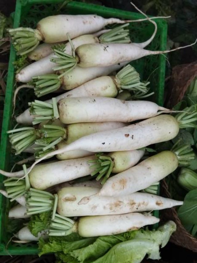 ముల్లంగితో కళ్లు చెదిరే ఆరోగ్య ప్రయోజనాలు..