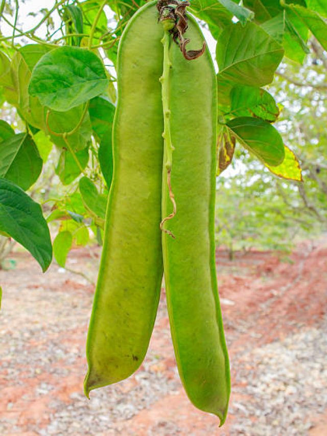 తమ్మకాయ వల్ల ఆరోగ్యానికి ఎన్ని ప్రయోజనాలో ..